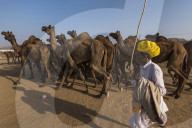FEATURE - Kamelauktion in Indien