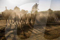 FEATURE - Kamelauktion in Indien