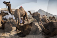 FEATURE - Kamelauktion in Indien