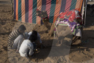 FEATURE - Kamelauktion in Indien