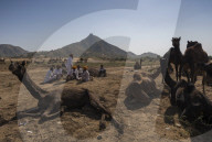 FEATURE - Kamelauktion in Indien