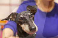 FEATURE - Discover Dogs: Hundeshow in London