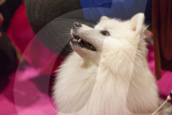FEATURE - Discover Dogs: Hundeshow in London