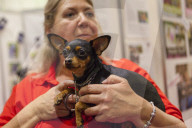 FEATURE - Discover Dogs: Hundeshow in London