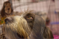 FEATURE - Discover Dogs: Hundeshow in London
