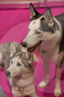 FEATURE - Discover Dogs: Hundeshow in London