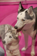 FEATURE - Discover Dogs: Hundeshow in London