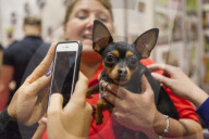 FEATURE - Discover Dogs: Hundeshow in London