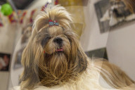 FEATURE - Discover Dogs: Hundeshow in London
