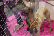 FEATURE - Discover Dogs: Hundeshow in London
