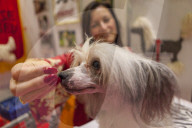 FEATURE - Discover Dogs: Hundeshow in London