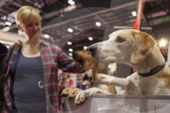 FEATURE - Discover Dogs: Hundeshow in London