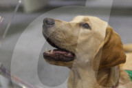 FEATURE - Discover Dogs: Hundeshow in London