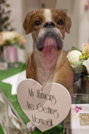 FEATURE - Discover Dogs: Hundeshow in London