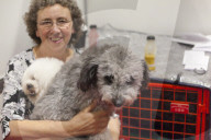 FEATURE - Discover Dogs: Hundeshow in London