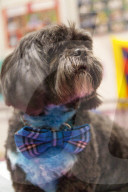 FEATURE - Discover Dogs: Hundeshow in London