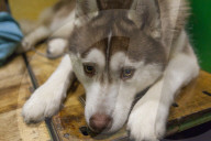FEATURE - Discover Dogs: Hundeshow in London