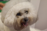 FEATURE - Discover Dogs: Hundeshow in London