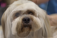 FEATURE - Discover Dogs: Hundeshow in London