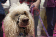 FEATURE - Discover Dogs: Hundeshow in London