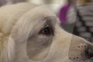 FEATURE - Discover Dogs: Hundeshow in London