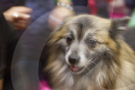 FEATURE - Discover Dogs: Hundeshow in London