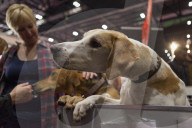 FEATURE - Discover Dogs: Hundeshow in London