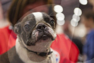 FEATURE - Discover Dogs: Hundeshow in London