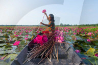 FEATURE - Wasserlilien in Bangladesch