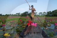 FEATURE - Wasserlilien in Bangladesch
