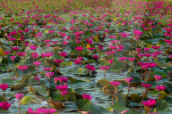 FEATURE - Wasserlilien in Bangladesch