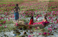 FEATURE - Wasserlilien in Bangladesch