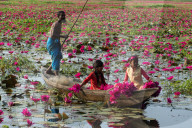 FEATURE - Wasserlilien in Bangladesch