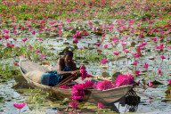 FEATURE - Wasserlilien in Bangladesch