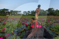 FEATURE - Wasserlilien in Bangladesch