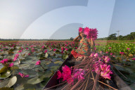 FEATURE - Wasserlilien in Bangladesch