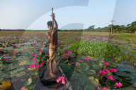 FEATURE - Wasserlilien in Bangladesch