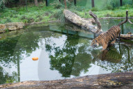 FEATURE - Halloween-Stimmung im Zoo von London