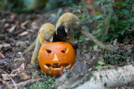 FEATURE - Halloween-Stimmung im Zoo von London