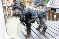 FEATURE - Halloween: Auch Hunde verkleiden sich gerne