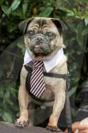 FEATURE - Halloween: Auch Hunde verkleiden sich gerne