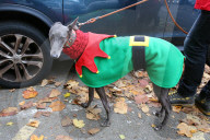 FEATURE - Halloween: Auch Hunde verkleiden sich gerne