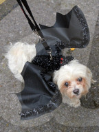 FEATURE - Halloween: Auch Hunde verkleiden sich gerne