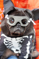 FEATURE - Halloween: Auch Hunde verkleiden sich gerne