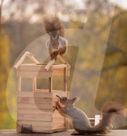 FEATURE - Eichhörnchen bauen sich ein Holzhaus