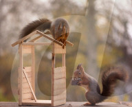 FEATURE - Eichhörnchen bauen sich ein Holzhaus