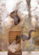 FEATURE - Eichhörnchen bauen sich ein Holzhaus