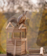 FEATURE - Eichhörnchen bauen sich ein Holzhaus