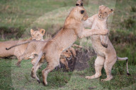 FEATURE - Spielerisches Lernen in der Junglöwen-Schule