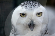 EATURE - Schneeeule macht Faxen